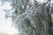 A sprig of thuja in frost on a natural background