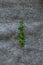 Sprig of thyme on a gray woolen fabric close-up. Minimalism. Sharp and blurry