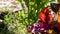 Sprig of thyme growing on a stem in a companion planting garden alongside red Swiss chard, kale, spring onions and other