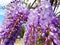 A sprig of violet flowers wisteria sinensis