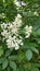 Sprig of white elder flower on branch of tree