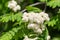 The Sprig of a white flowering rowan