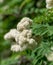 The Sprig of a white flowering rowan