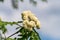 The Sprig of a white flowering rowan