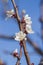 Sprig of white flowers blossoms on blue sky background