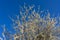 Sprig of white flowers blossoms on blue sky background