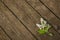 a sprig of white lilac lies on wooden boards