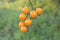 Sprig of wild tomatoes close-up. Tomatoes on a background of green grass.