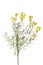 Sprig of yellow Common Toadflax