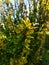 A sprig of yellow green barberry with blooming berries