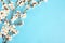 Sprigs of the apricot tree with flowers on blue background. The concept of spring came