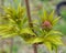 sprigs of blossoming elderberry