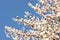Sprigs of a blossoming tree with white flowers against a blue sky in early spring