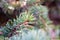 Sprigs of blue spruce. In the background is a blurred image of branches