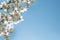 Sprigs of coral blooming cherry against blue sky with copy space