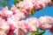 Sprigs of coral blooming veygela against blue sky on a clear spring day