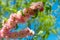 Sprigs of coral blooming veygela against blue sky on a clear spring day