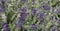 Sprigs of decorative green sage on a blurred background.