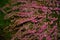 Sprigs of delicate pink Heather