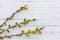 Sprigs of flowering willow on white wooden background with copy space