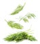 Sprigs of fresh dill falling on a white background. Isolated