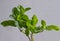 Sprigs of fresh green mint on thin stems, collected in a bunch on a light background