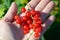 Sprigs of red currant berries lie in the palm of your hand. Small sour ripe berries