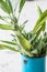 Sprigs of sage in a small, old metal measuring cup