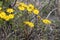 Sprigs with yellow flowers and buds on a blurry background close up