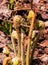 Spring 2019: Growing fiddleheads