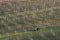 Spring Agricultural Rural Scene With Small Tractor And Rows Of Vineyards. A Green Tractor Cultivates The Vineyard Plantations. Mo