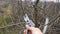 Spring agricultural works in a orchard. Cutting branching on fruit trees. Farmer pruning apple tree in orchard