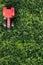 Spring agricultural works. Red tractor model on the green grass. Planting cereals. Agrarian tractor on the green background