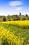 spring agriculture - yellow field near Sobotka, Bohemian Paradise landscape, Czech republic