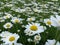 Spring air with lawn full of Daisies