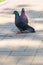 The spring is in the air and love is everywhere pigeons kissing and mating