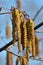 Spring. Alder catkins closeup