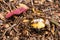 Spring Amanita (Amanita velosa)