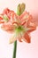 Spring Amaryllis