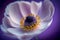 Spring anemone flower close up Generative AI