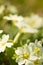 Spring announcement of cute little yellow primroses growing in fields in sunlight