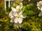 Spring Apple Blossom in an English Garden in Lancashire after a shower of rain