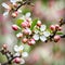 Spring Apple Blossom Flowers And Buds