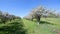 Spring apple orchard trees during sunny day