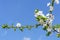 Spring apple tree