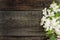 Spring apple tree blossom on rustic wooden background with space