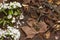 Spring apple tree blossoms and autumn leaves on wooden background as still life