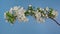 Spring Apple Tree Flowers Blossom Timelapse