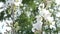 Spring Apple tree flowers blossom timelapse, close up.