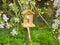 Spring apple tree with white and pink blossoms and bird feeder.